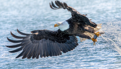 Bald Eagle flying, Homer Alaska, catching fish in Kachemak Bay