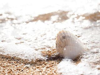 波打ち際の貝殻