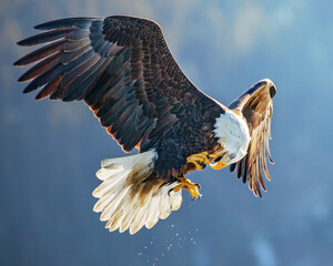 Bald Eagle, Homer Alaska, eating fish in md-flight