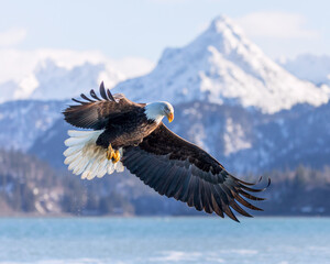 Bald Eagle, Homer Alaska, flying, wings spread, China Poot mountain landscape in background