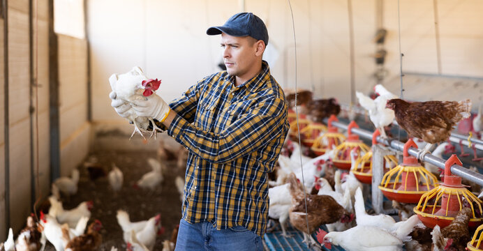 Male farmer holding chicken in poultry farm