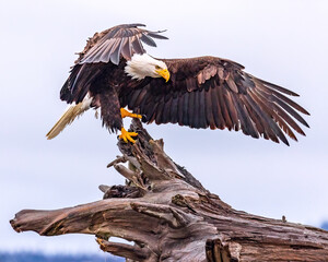 Bald Eagle, Homer Alaska, majestically perched on beach driftwood