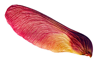 Isolated pink maple seed whirlybird pod