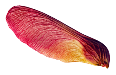 Isolated pink maple seed whirlybird pod