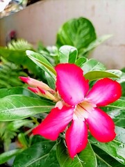 Adenium Obesum tropical and desert rose plant also known as Kamboja Jepang. Closeup. Landscape. High Angle View.