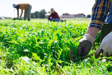 Harvesting arugula on a summer farm field