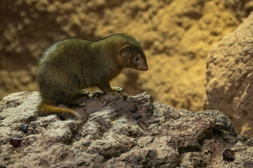 Common dwarf mongoose in detail. 