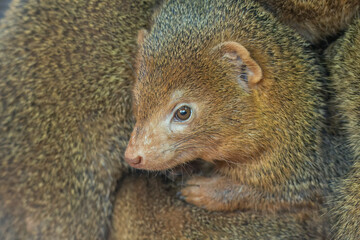 Common dwarf mongoose in detail. 