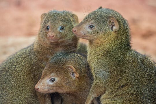 Common dwarf mongoose in detail. 