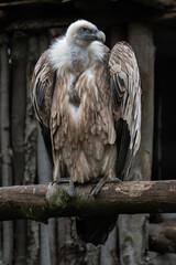 A captive griffon vulture sitting on a branch.
