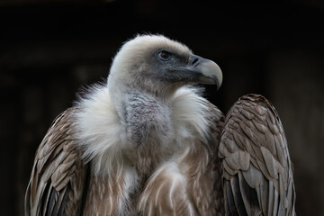Griffon vulture with dark background.
