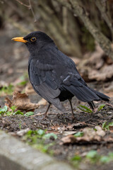 A male blackbird outside by the curb.