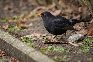 A male blackbird outside by the curb.