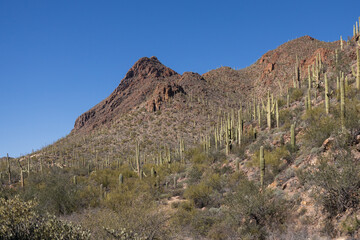 Fototapeta na wymiar Saguaro cactus in Saguaro National Park, Arizona