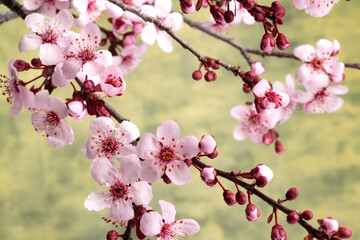 Japanese cherry branches with sakura flowers. Close-up.
