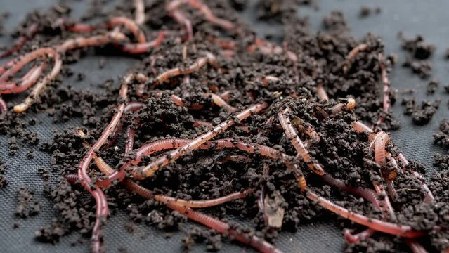 Close up Crawling Red Earthworms in Black Soil Isolated on Black Background. Slow motion. A group of wriggling earthworms in wet compost. Fishing worms. Red worms Dendrobaena. Loosening fertile soil.