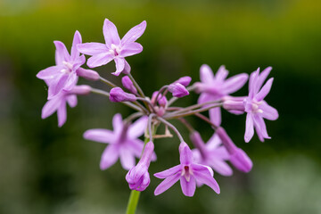 Close up of society garlic (tulbaghia violacea) flowers in bloom