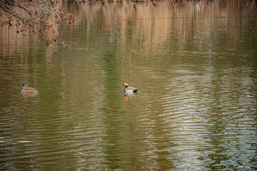 big ducks on the lake