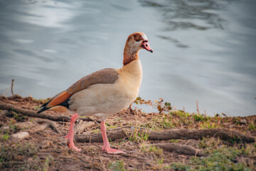 big goose on the beach