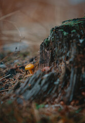 Small mushroom in frozen forest