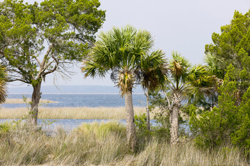 Obraz premium Native Florida palms and trees in a marsh on the Gulf coast.