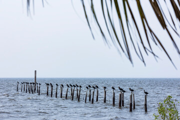 Cormorants sitting on the pilings from an old pier with out of focus palm fronds in the foreground.