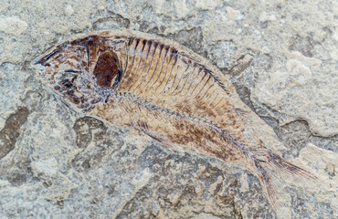 Fossil fish found in the Green River Formation.