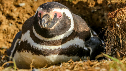Magdalena Island, Punta Arenas, Chile