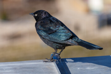 A Brewer's Blackbird sitting on a fence. The bird is facing partly away and the background is blurred. The bird is black and shinny blue with a white eye.
