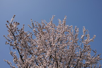A flowering plum tree in a park in Istanbul.