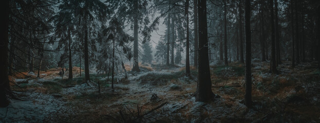 Dark frozen forest with a bit of snow (Central Europe)