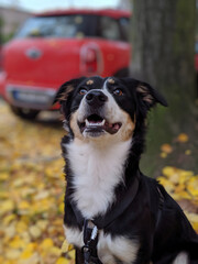 portrait of a dog, border collie in fall, australian shepherd in autumn