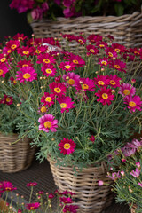 Beautifully blooming Dimorphoteca or African daisies in magenta color potted in the greek garden shop - springtime.