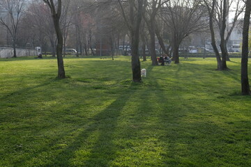 Fototapeta na wymiar Sunny lawn in the city park.