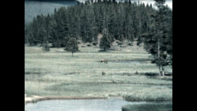 Yellowstone Moose 1957 - A moose wanders and grazes at Yellowstone National Park