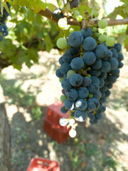 Vineyards and grape harvest