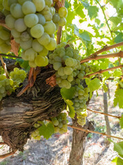 Vineyards and grape harvest