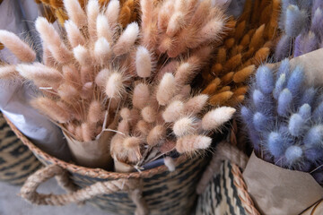 Dry ornamental grass Lagurus Ovatus or bunny tails or tan pom pom plants in beige, brown, blue colors at flower shop.
