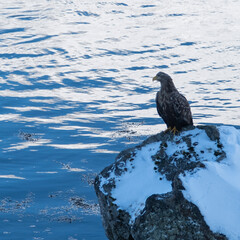 The white tailed sea eagle