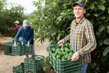 Happy gardener posing with full avocado boxes among trees and farmers in a large fruit farm