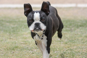 Smiling Boston Terrier at the park