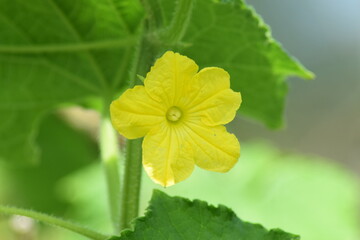 flowers from pumpkins that are blooming