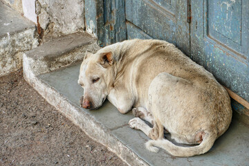 Portrait of Indian street dog in Ahmedabad