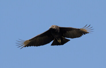 Black vulture (Coragyps atratus) flying in blue sky, Brazos Bend State Park, Texas