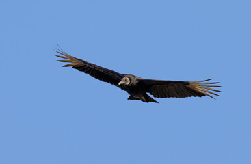 Black vulture (Coragyps atratus) flying in blue sky, Brazos Bend State Park, Texas