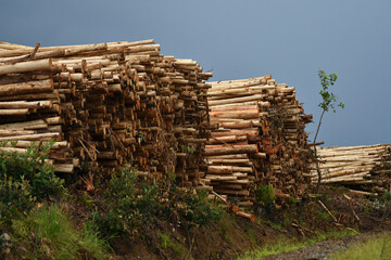 Logs cut and stacked on the side of a road in Brazil