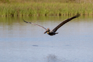 Brown pelican (Pelecanus occidentalis) flying over tidal marsh, Galveston, Texas, USA