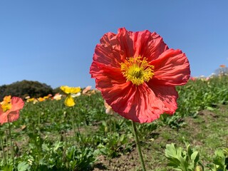 red poppy flower