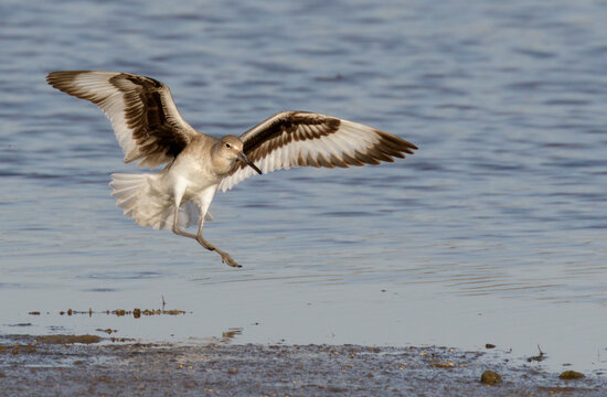 Willet (Tringa semipalmata) displaying and keeping others away from his nesting place, Galveston, Texas.