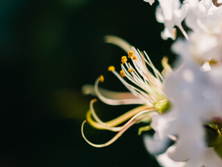 close up of a white flower